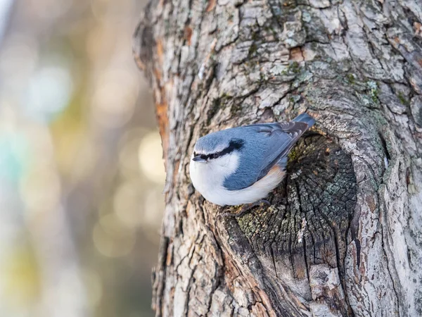 Eurasiatiska Nuthatch Eller Trä Nuthatch Lat Sitta Europaea Sitter Trädstam — Stockfoto