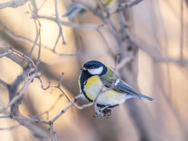 Cute Bird Great Tit Songbird Sitting Branch Leaves Autumn Winter — Stockfoto