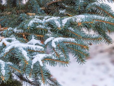 Gün batımında iğneli mavi ladin dalları. Güneş ışınlarında firavun dalı. Mavi ladin, Colorado ladini, ya da Latince adı Picea pungens olan Colorado mavi ladin..