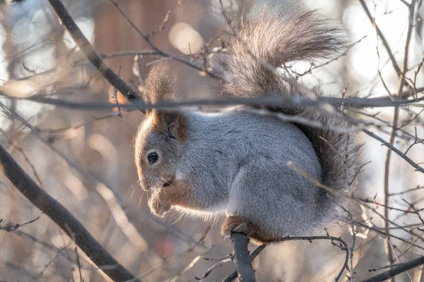 Squirrel Sits Branches Winter Autumn Eurasian Red Squirrel Sciurus Vulgaris — Stock Photo, Image