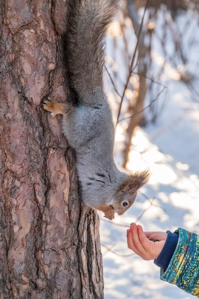 Kışın Küçük Bir Çocuk Fındıkla Bir Sincabı Besler Kış Parkında — Stok fotoğraf