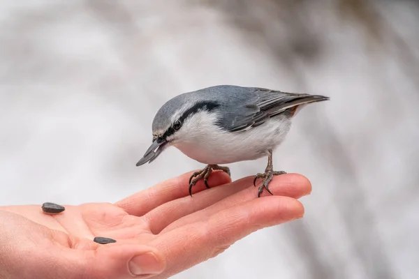 Eurázsiai Nuthatch Pálmából Eszi Magokat Éhes Madárfa Nünudli Eszik Magokat — Stock Fotó