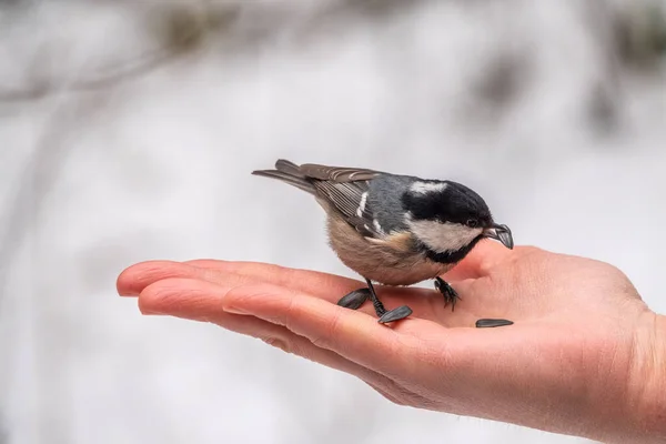 Tit Eats Seeds Hand Tit Bird Sitting Hand Eating Nuts — Stock Fotó