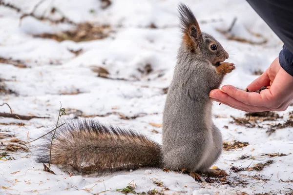 Mókus Télen Mogyorót Eszik Egy Férfi Kezéből Állatok Gondozása Télen — Stock Fotó