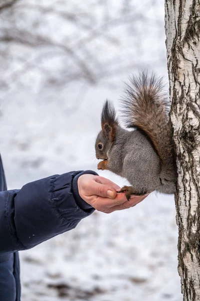 Écureuil Rouge Assis Sur Main Mangeant Des Noix Écureuil Mange — Photo