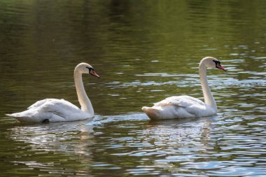 İki zarif beyaz kuğu karanlık suda yüzüyor. Dilsiz kuğu, Cygnus rengi.