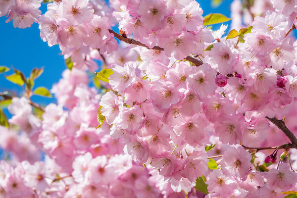 Lush blooming pink sakura blossoms. Spring Background image with beautiful flowers.