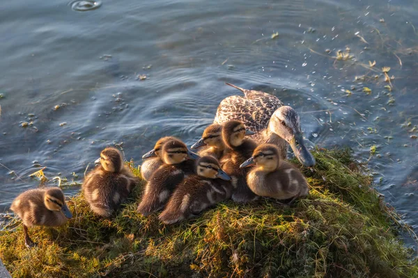 Pato Adulto Con Muchos Patitos Sienta Orilla Verde Del Estanque —  Fotos de Stock