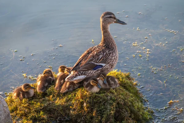 Pato Adulto Com Muitos Patinhos Senta Costa Verde Lagoa Patinhos — Fotografia de Stock