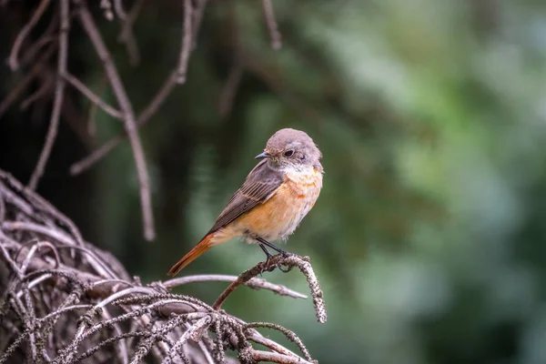 Fêmea Comum Redstart Phoenicurus Phoenicurus Fotografada Close Sentado Ramo Contra — Fotografia de Stock