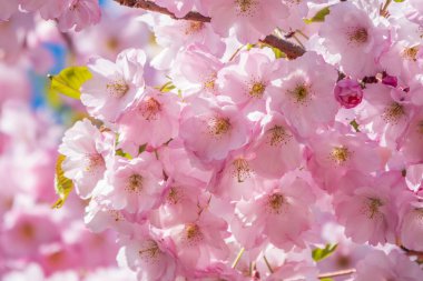Çiçek açan pembe sakura çiçekleri. Güzel çiçekli bahar arkaplan resmi.