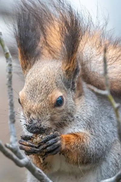 Ardilla Con Nuez Sienta Árbol Invierno Otoño Ardilla Roja Euroasiática — Foto de Stock