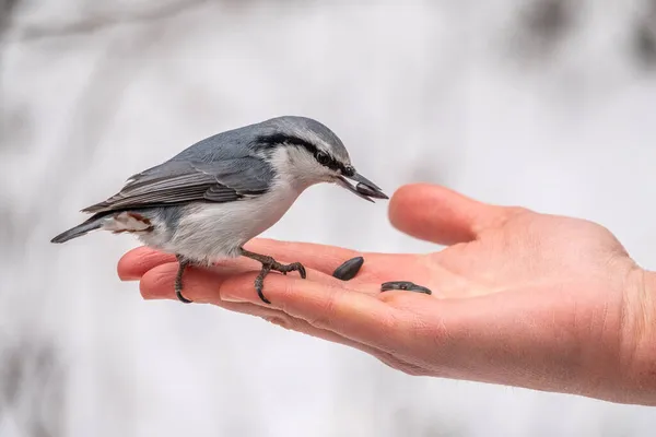 Der Kleiber Frisst Samen Von Einer Palme Hungriger Kleiber Frisst — Stockfoto