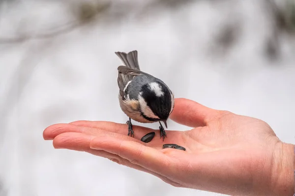 Tit Eats Seeds Hand Tit Bird Sitting Hand Eating Nuts — Stock Fotó
