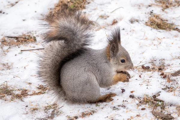 겨울에는 다람쥐가 손에서 견과류를 먹는다 겨울이나 가을에는 가축을 돌보는 유라시아붉은 — 스톡 사진