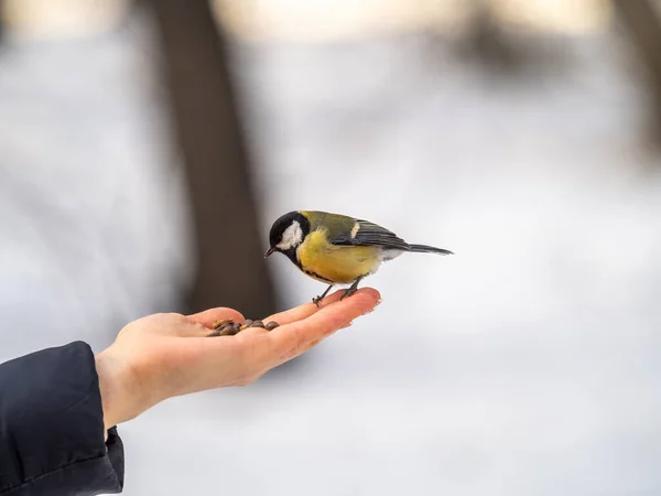 Girl Feeds Tit Palm Bird Sits Woman Hand Eats Seeds — Stock Fotó