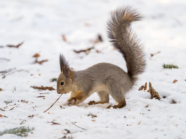 Eichhörnchen Versteckt Nüsse Weißen Schnee Rotes Eichhörnchen Sciurus Vulgaris — Stockfoto