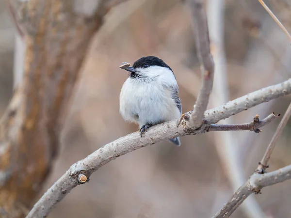 Cute Bird Willow Tit Song Bird Sitting Branch Leaves Winter — Φωτογραφία Αρχείου