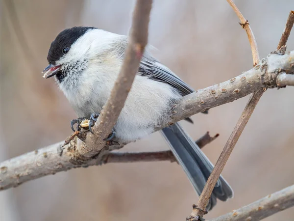 Cute Bird Willow Tit Song Bird Sitting Branch Leaves Winter —  Fotos de Stock