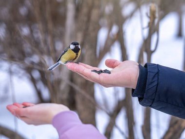 A tit sits on a man's hand and eats seeds. Taking care of birds in winter.