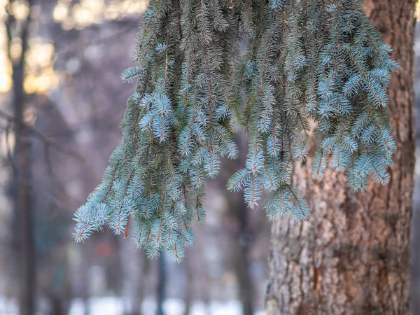 Green Fir Branches Winter Sunset Branches Fir Tree Background Closeup — Stock Photo, Image