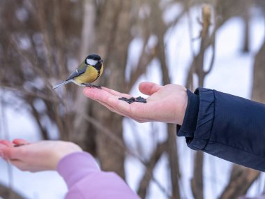 A tit sits on a man's hand and eats seeds. Taking care of birds in winter.