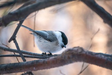 Cute bird The willow tit, song bird sitting on a branch without leaves in the winter. Willow tit perching on tree in winter. The willow tit, lat. Poecile montanus.