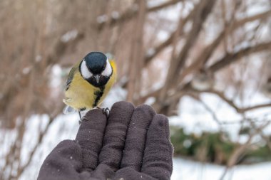 The tit eats seeds from a hand. A tit bird sitting on the hand and eating nuts. Caring for animals in winter or autumn.
