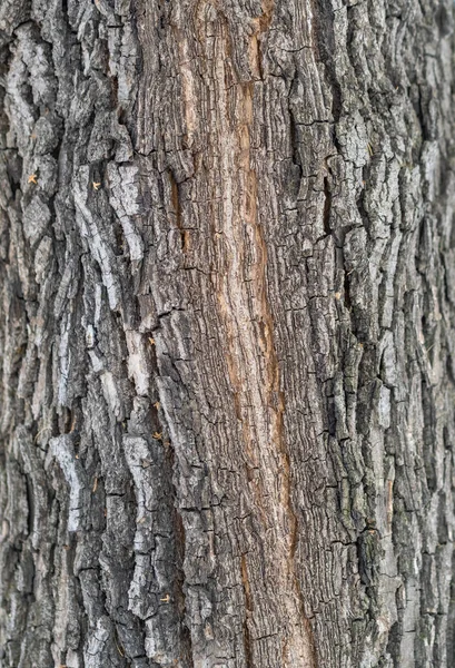 버드나무의 껍질의 나무껍질의 질감을 줄인다 자연적 — 스톡 사진