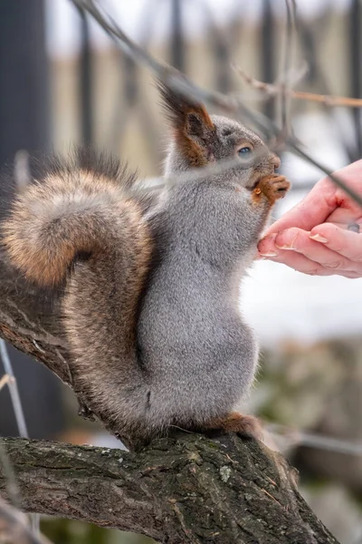 松鼠在冬天吃人手里的坚果 在冬天或秋天照顾动物 欧亚红松鼠 粗壮的科学龙 — 图库照片