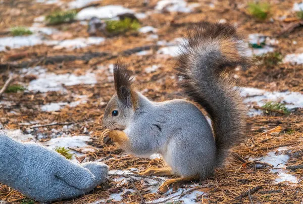 冬か秋のリスは人間の手からナッツを食べる 冬か秋に動物の世話をする ユーラシア レッドリス シウルス ヴァルガリス — ストック写真