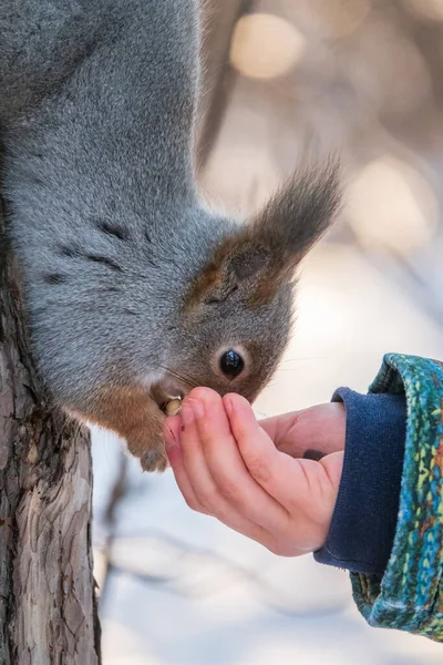 Ένα Μικρό Παιδί Χειμώνα Ταΐζει Ένα Σκίουρο Ένα Καρύδι Χαριτωμένο — Φωτογραφία Αρχείου
