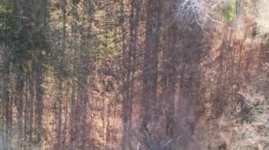 Göz kamaştırıcı sonbahar sonbahar ormanlarının insansız hava aracı görüntüsü. Drone Hava Görüntüleme Konsepti. 4K 60 fps