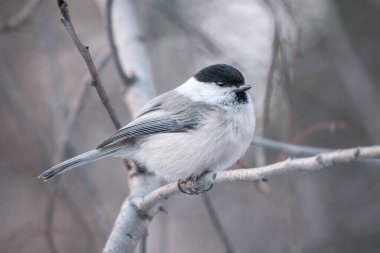 Cute bird The willow tit, song bird sitting on a branch without leaves in the winter. Willow tit perching on tree in winter. The willow tit, lat. Poecile montanus.