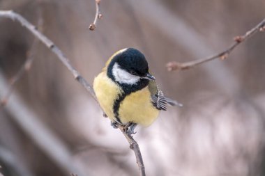 Cute bird Great tit, songbird sitting on a branch without leaves in the autumn or winter. Parus major