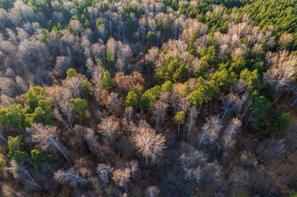 Vista Aérea Drone Deslumbrante Floresta Outono Colorido Queda Conceito Visão — Fotografia de Stock