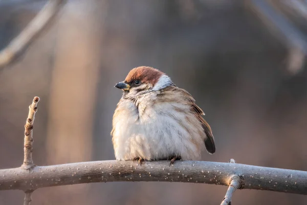 Sparrow Yaprakları Olmayan Bir Dalda Oturuyor Sonbaharda Kışın Bir Dalda — Stok fotoğraf