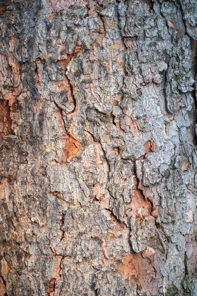 Vecchio Legno Corteccia Texture Sfondo Pino Rosso — Foto Stock
