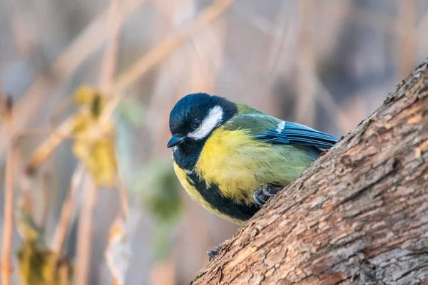 Cute Bird Great Tit Songbird Sitting Branch Leaves Autumn Winter — Stockfoto