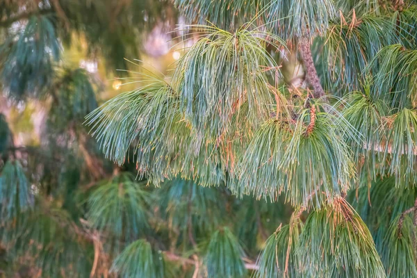 Cedrové Větve Dlouhými Nadýchanými Jehlami Krásným Rozmazaným Pozadím Pinus Sibirica — Stock fotografie