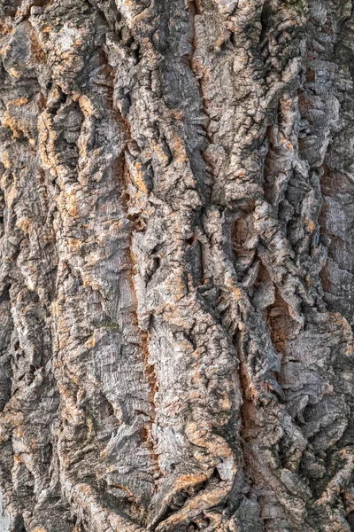 Σύνθεση Φλοιού Φελλού Κοίλο Υφή Φλοιού Δέντρου Φυσικό Υπόβαθρο Βελανιδιά — Φωτογραφία Αρχείου