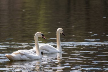 İki zarif beyaz kuğu karanlık suda yüzüyor. Dilsiz kuğu, Cygnus rengi.
