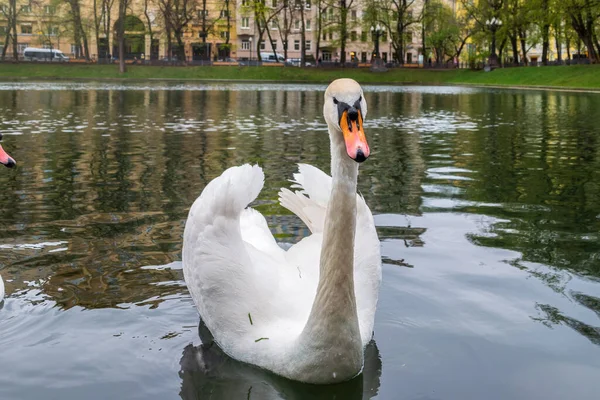 Graceful White Swan Swim Pond City Park Mute Swan Cygnus — Stock Photo, Image
