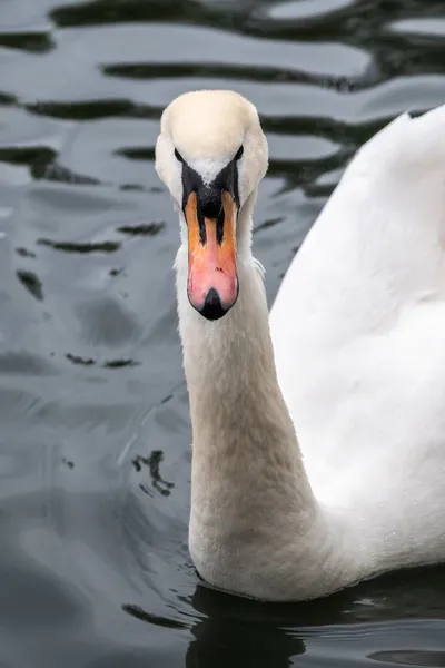 Retrato Elegante Cisne Blanco Con Cuello Largo Sobre Fondo Agua —  Fotos de Stock