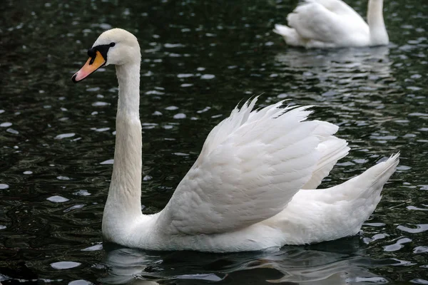 Grazioso Cigno Bianco Che Nuota Lago Con Acqua Scura Cigno — Foto Stock