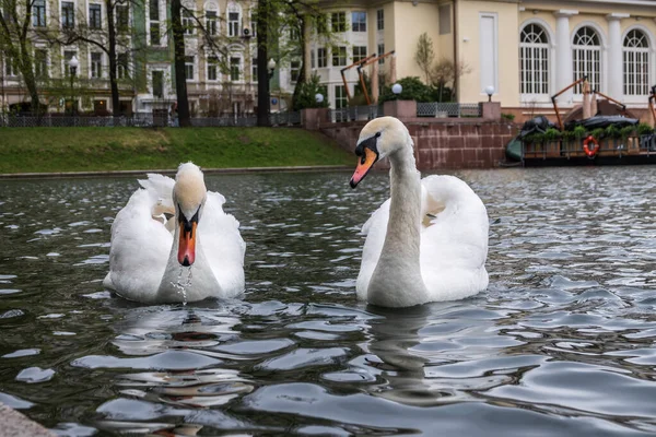 Δύο Χαριτωμένοι Λευκοί Κύκνοι Κολυμπούν Στη Λίμνη Στο Πάρκο Της — Φωτογραφία Αρχείου