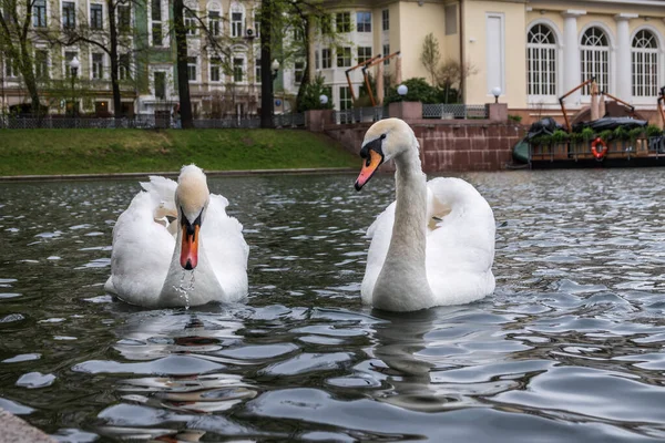 Şehir Parkındaki Gölette Iki Zarif Beyaz Kuğu Yüzüyor Dilsiz Kuğu — Stok fotoğraf