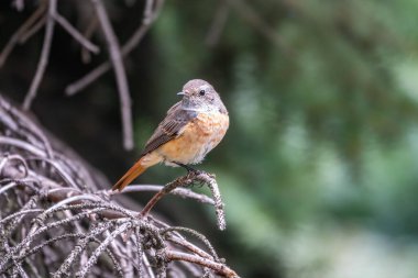 Yaygın kızıl başlı dişi, Phoenicurus Phoenicurus, yakın planda bulanık bir arkaplanda bir dalda otururken fotoğraflanır. Yumuşak akşam ışığı
