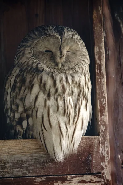 Night bird of prey Ural Owl, Strix uralensis, portrait. The Ural owl is a large nocturnal owl.