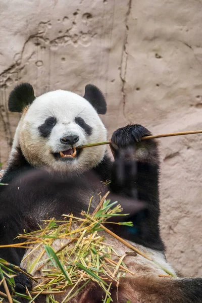 Dev Panda bambu sapı yerken oturur. Dev panda, Ailuropoda melanoleuca